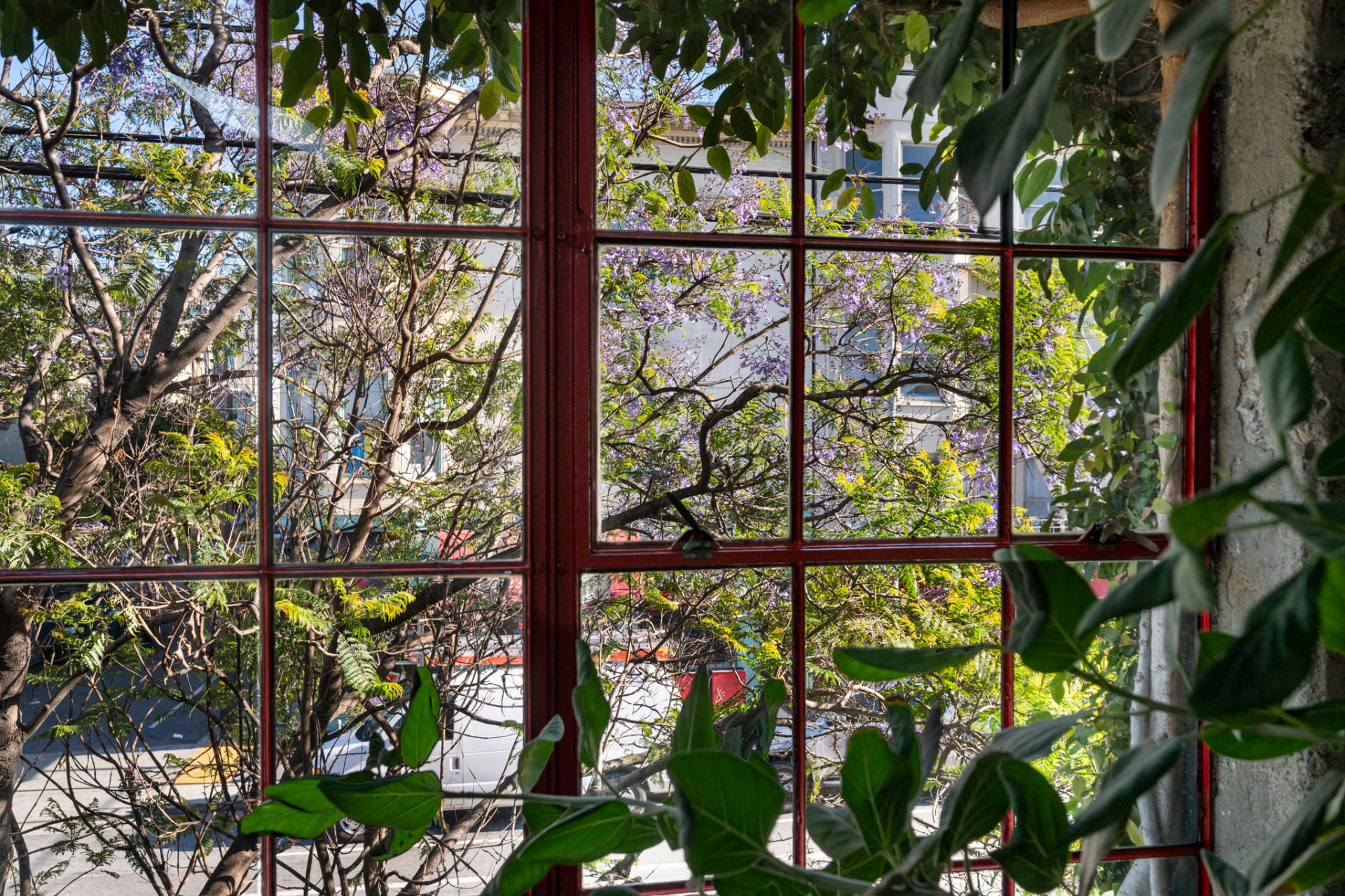 Close view through a red steel factory window onto a flowering jacaranda tree and the street beyond